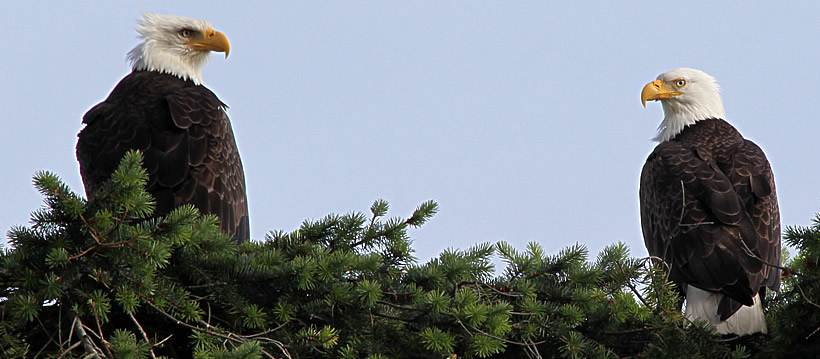 Two eagles on a Douglas Fir tree on the Olympic Peninsula